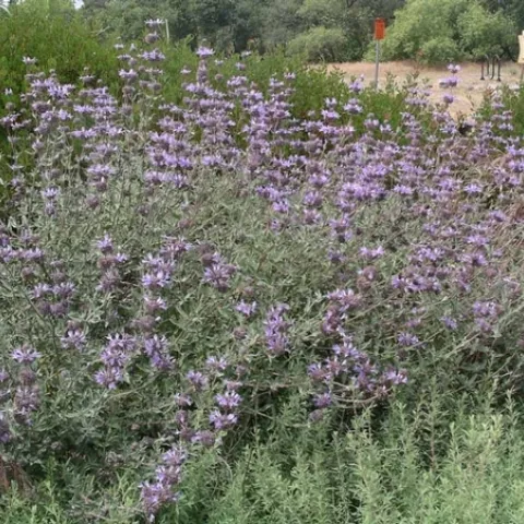 Cleveland sage by Cindy Weiner