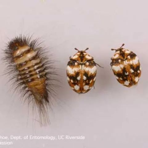 Carpet beetles. (Credit: Dong-Hwan Choe, UCR)