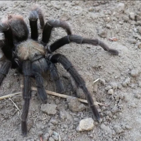 Tarantula