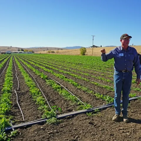 Organic farmer Phil Foster stands in front of a field with cover crops planted in strips at the top of the planting bed.