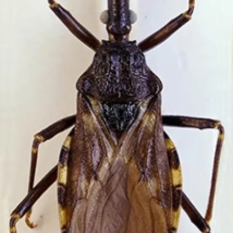 Assassin Bug
