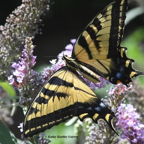 A Western tiger swallowtail (Papilio rutulus) nectaring on a butterfly bush (Buddleia davidii). (Photo by Kathy Keatley Garvey)