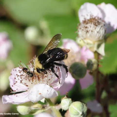 A bumble bee, Bombus vosnesenskii, nectaring on a blackberry blossom in Berkeley. (Photo by Kathy Keatley Garvey)