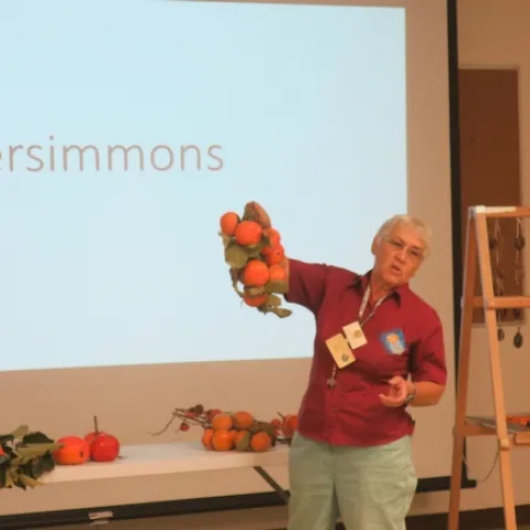 Persimmon cultural practices lecture.