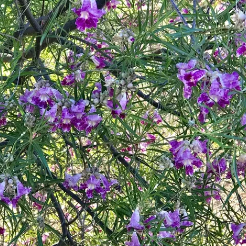 Desert Willow