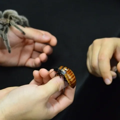 A tarantula and a Madagascar hissing cockroach are favorites at the Bohart Museum of Entomology's live "petting zoo." (Photo by Kathy Keatley Garvey)