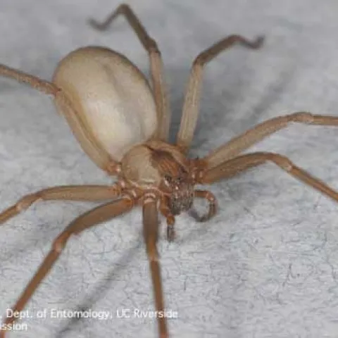 Brown recluse spider. (Credit: Rick Vetter, UCR)