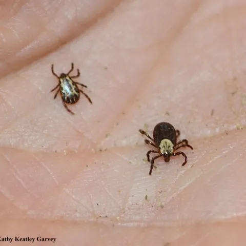 Two Dermacentor occidentalis (Pacific Coast ticks) "collected" during a Sonoma outing: male on the left and female on right, as identified by Lynn Kimsey, director of the Bohart Museum of Entomology. They are about the size of a sesame seed. (Photo by Kathy Keatley Garvey)