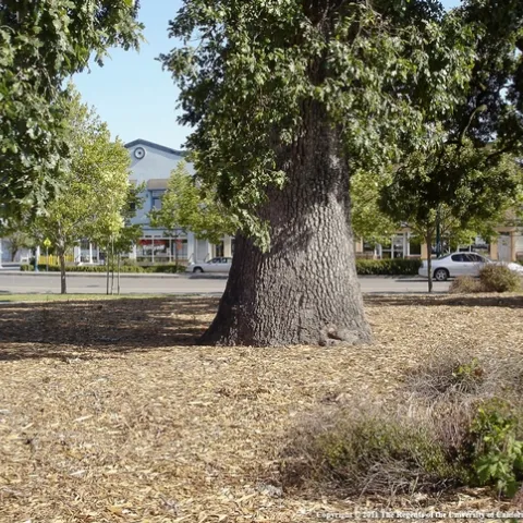 large tree with mulch