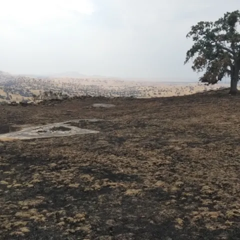 Wildfire singed this landscape in Madera County. Photo by Rebecca Ozeran