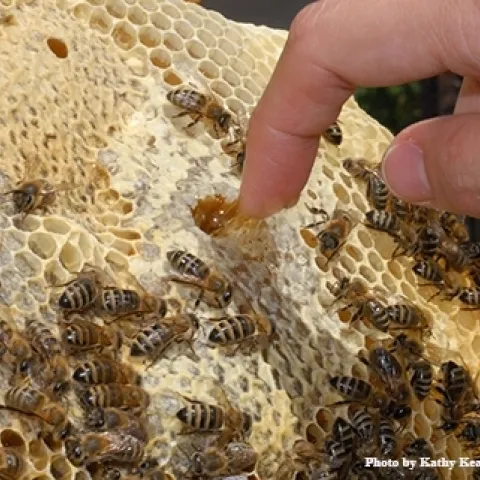 Una probadita de miel: metiendo los dedos en un panal. (Fotografía de Kathy Keatley Garvey)