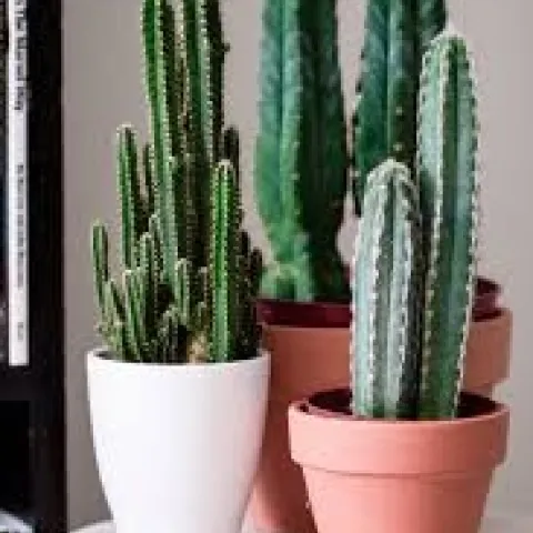 cacti