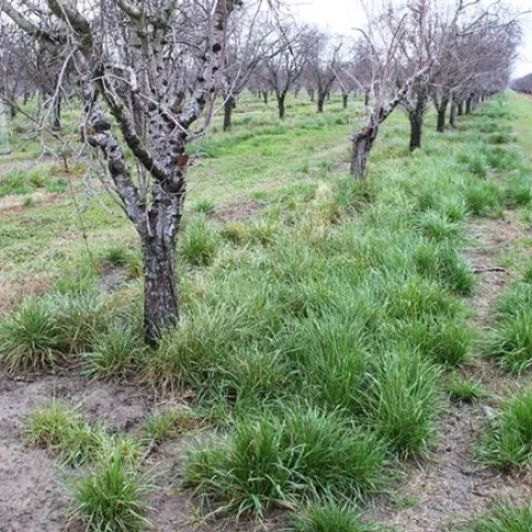 italaian ryefrass resistance