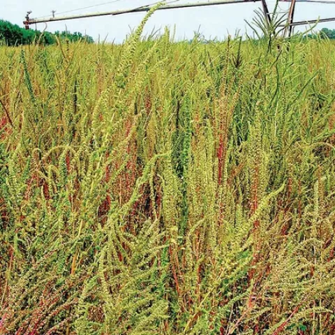 Poor control of Palmer amaranth can result in a significant infestation late in the season and crop failure. Photos by the late Dr. Ted Webster, Research Agronomist with USDA-ARS.