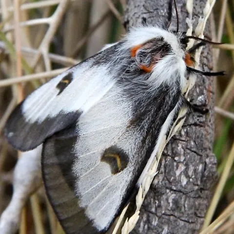 Nevada buck moth adult