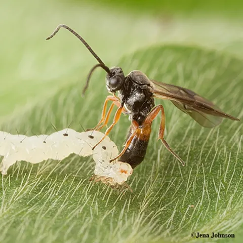 A parasitic wasp, Microplitis demolitor, laying an egg (ovipositing) in larva of soybean looper moth, Chrysodeixis includens. (Photo by Jena Johnson of the Michael Strand lab, University of Georgia)