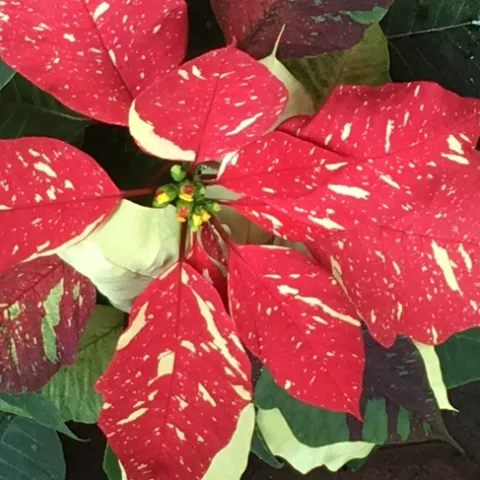 Poinsettia