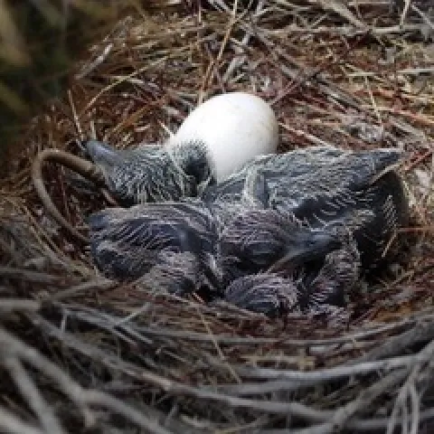 eggs and chicks © 2006 John Isaac Holson