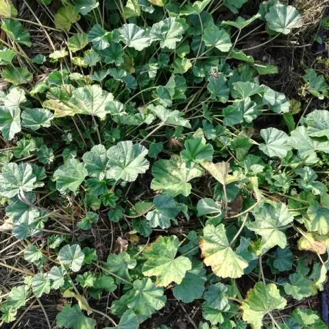 mallow weed