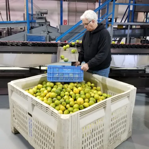 Glenn Wright examines lemons