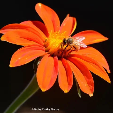 A honey bee foraging on a Mexican sunflower (Tithonia). (Photo by Kathy Keatley Garvey)