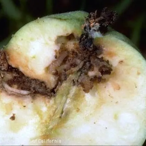 Codling moth larvae inside a fruit. [Credit: Jack Kelly Clark, UC IPM]