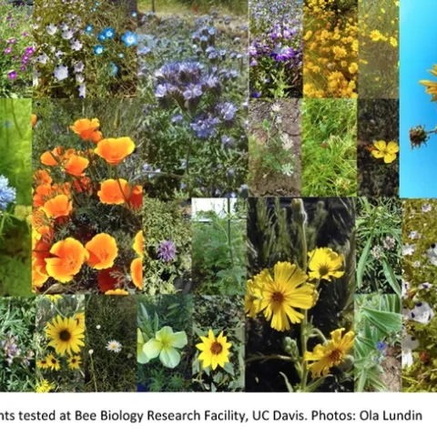 Some of the species planted in the research project. (Photos by Ola Lundin)