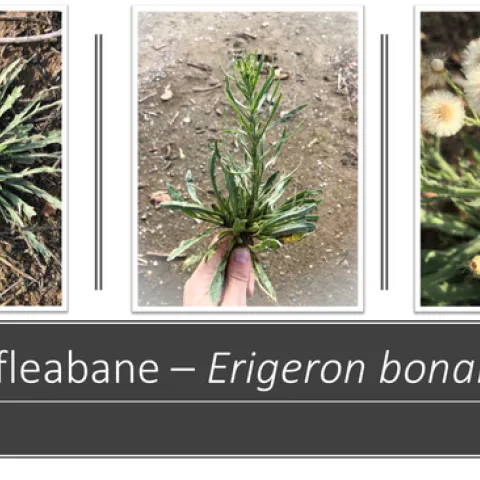 Hairy Fleabane