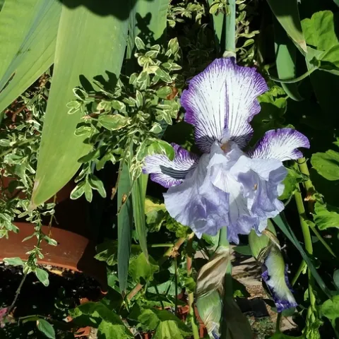 Bearded Iris