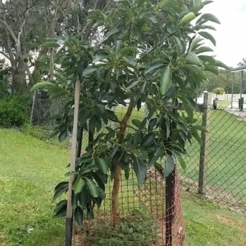 Aurtz Avocado akd <br>Persea americana "Wurtz"