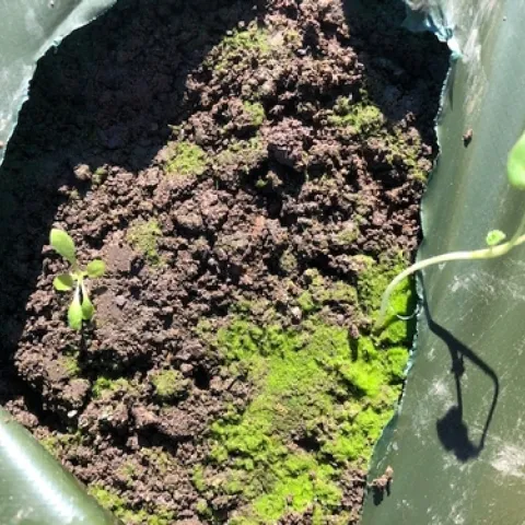 Some weeds and moss doing quite well under a plastic most people think of as opaque.