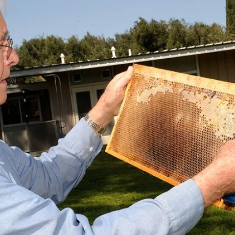 UC Davis emeritus professor Norm Gary examines a frame at the Harry H. Laidlaw Jr. Honey Bee Research Facility, UC Davis.(Photo by Kathy Keatley Garvey)