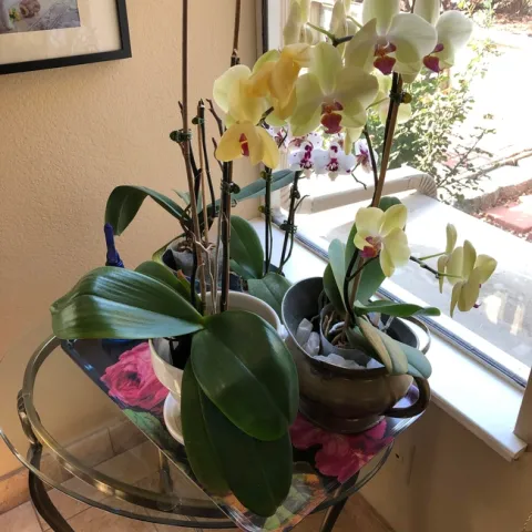 moth orchids