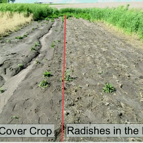 Erosion comparison, control on the left, cover crop on the right.