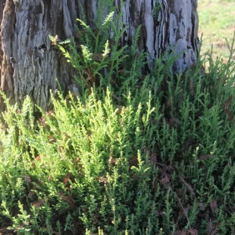 Residents of fire-prone areas should remove flammable landscape plants. (Photo: Pxhere)