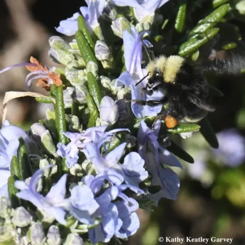 A yellow-faced bumble bee, Bombus vosnesenskii, nectars on rosemary on Jan. 1, 2018 at the Benicia marina. (Photo by Kathy Keatley Garvey)
