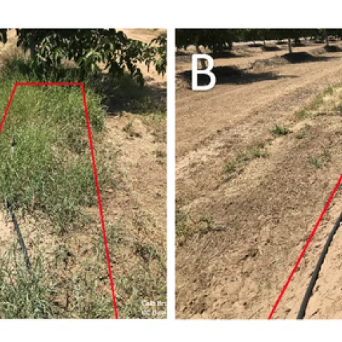 Figure 2. Untreated (Panel A) and treatment #5 (Panel B) 150 days after spring treatment.