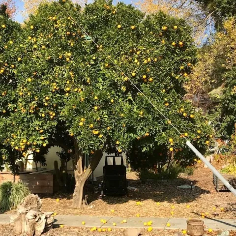 Oranges dropping on ground by the dozens per day