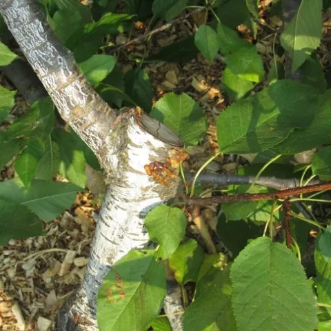 Oozing from fungal infection in cherry that was pruned during the cool season. [Credit: Chuck Ingels, UCCE Sacramento]