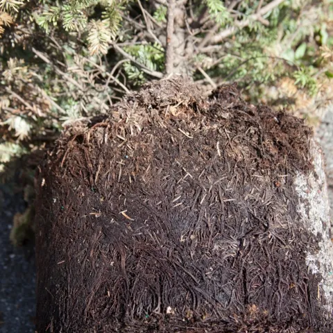 Phytophthora root rot infection can be avoided with good management practices addressing soil sanitation. Here, the pot is removed to see discolored and rotten roots.