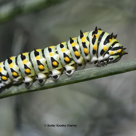An anise swallowtail caterpillar, Papilio zelicaon. UC Davis distinguished professor Bruce Hammock's research on metamorphosis has led to human-focused research. (Photo by Kathy Keatley Garvey)