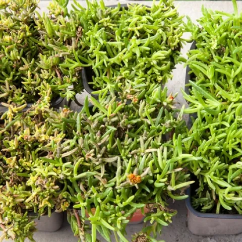 Downy mildew on Delosperma caused by Peronospora mesembryanthemi. Plants on right are unaffected.