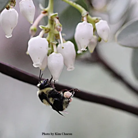 Check out the pollen on this black-tailed bumble bee, Bombus melanopygus, nectaring on manzanita, as photographed by Kim Chacon, UC Davis doctoral candidate on Jan. 10.