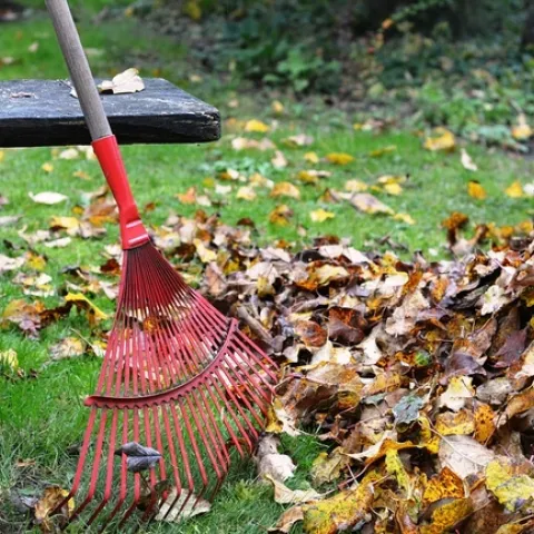 raking leaves