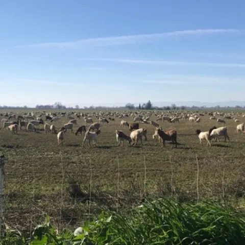 Goats grazing an alfalfa field, Yolo County, 2019.
