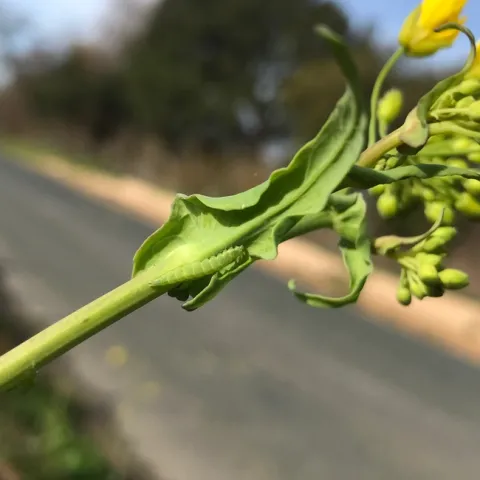 Figure 1. Diamondback caterpillar spotted on a secondary branch of a brassica weed by the side of Blackie Road, Castroville, CA. Photo by E. Garcia.