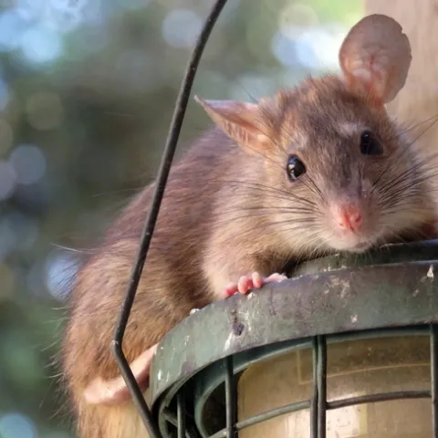 Rat on a bird feeder.