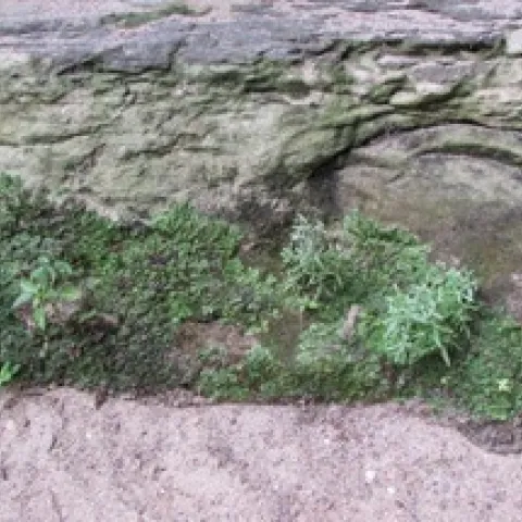 soil weathered from sndstone