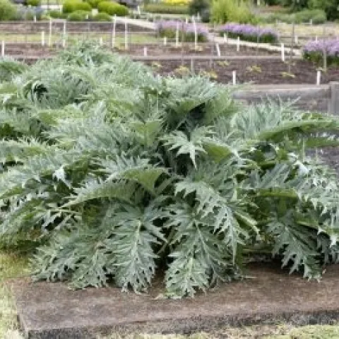 edible artichoke plant