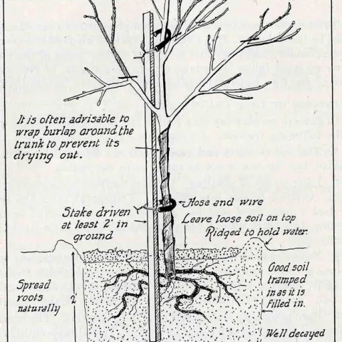 planting diagram gravel
